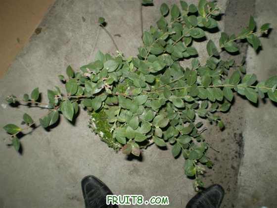 P1230031 (С��).JPG