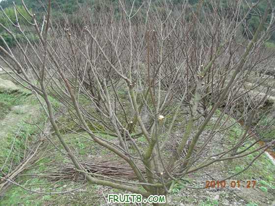 DSCN0008.JPG
