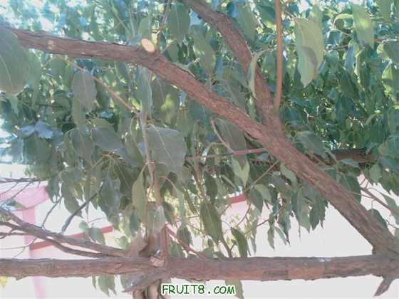 IMAG0090 (����).jpg