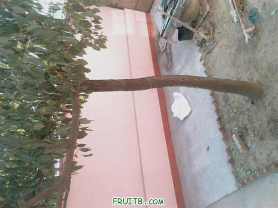 IMAG0089 (����).jpg