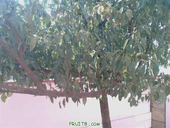 IMAG0088 (����).jpg