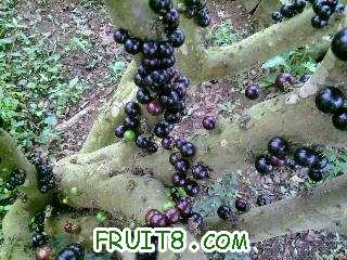 Ƭ-0067.jpg