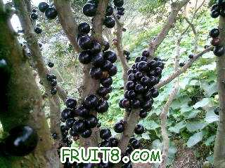 Ƭ-0066.jpg