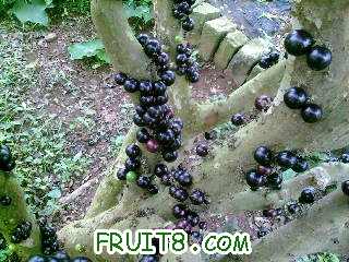 Ƭ-0060.jpg