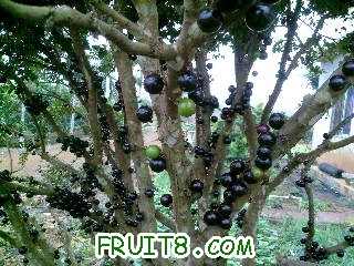 Ƭ-0063.jpg