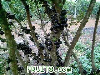 Ƭ-0064.jpg