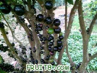 Ƭ-0065.jpg