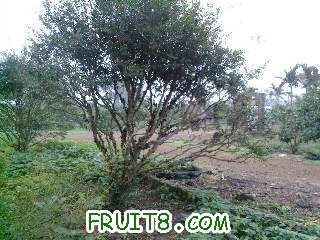 Ƭ-0069.jpg