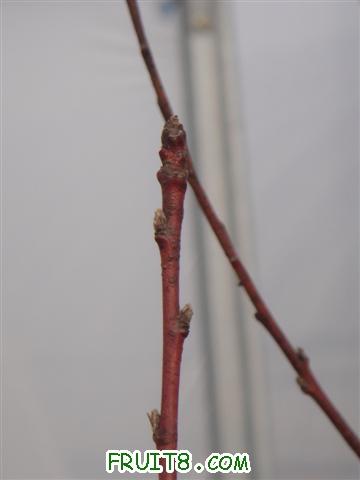 DSC00612 (С��).JPG