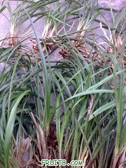 20100129_007.jpg