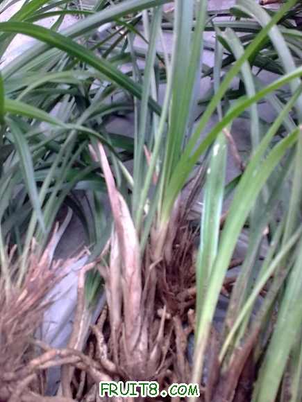 20100129_006.jpg