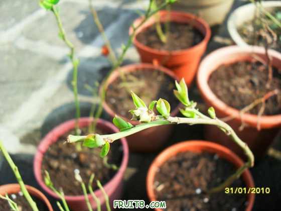 �����Ļ�ѿ