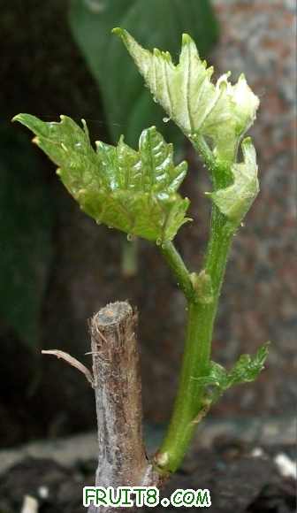 100_0627b.jpg