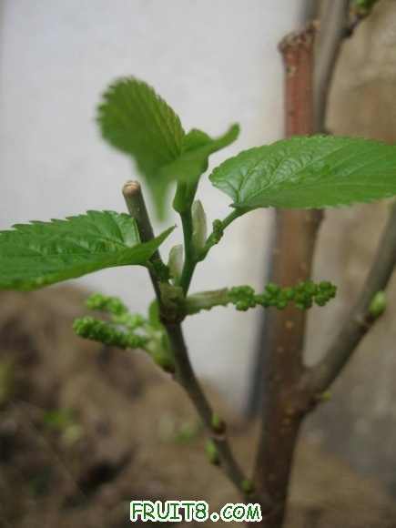 ������� 121.jpg