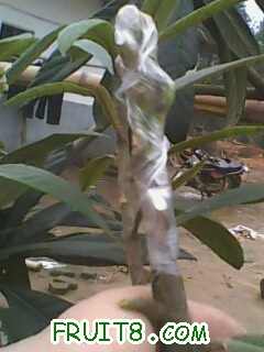 IMG0343A.jpg