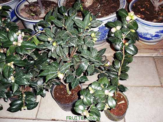 P2020024.JPG