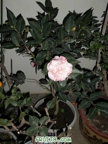 P2030021.JPG