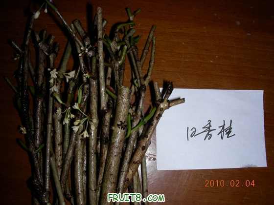 DSCN5181.JPG