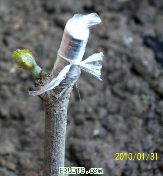 2010131