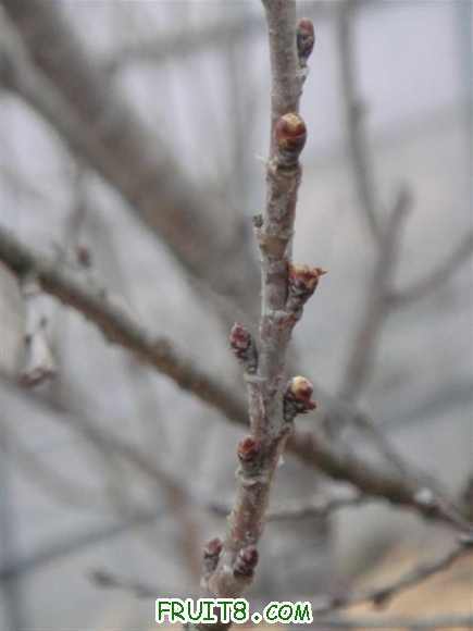 DSC00658 (С��).JPG