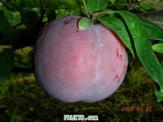 DSCN7475.JPG