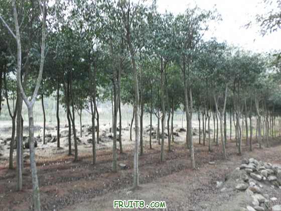 P2090837.JPG