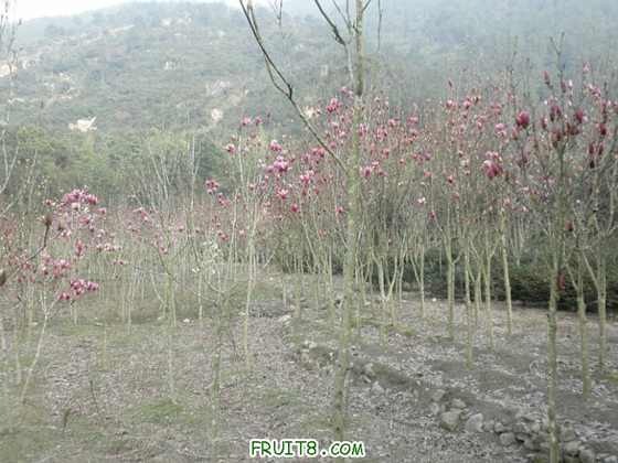 P2090840.JPG