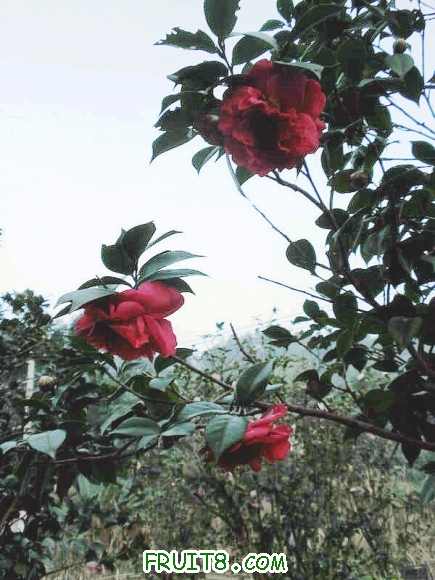 P2091004.JPG