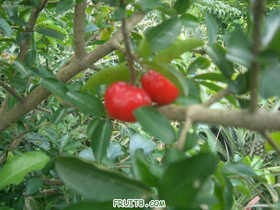 Ҷӣ3.jpg