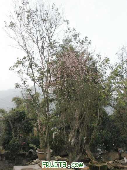 P2080549.JPG