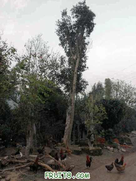 P2080550.JPG