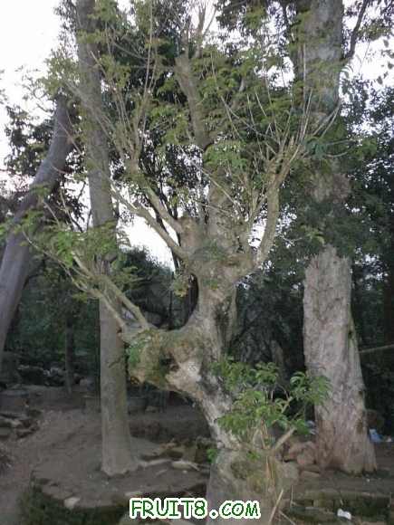 P2080571.JPG