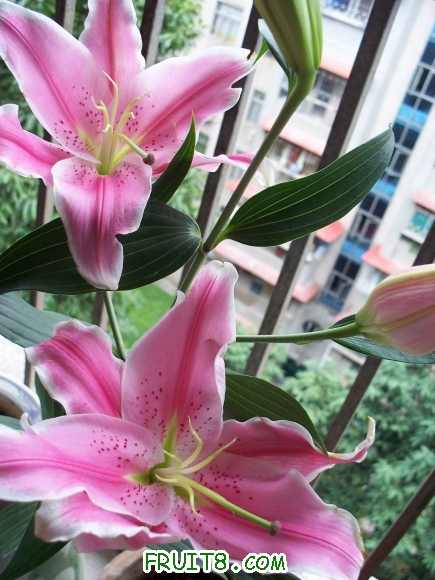 100_2509.JPG