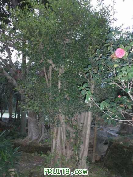 P2080579.JPG