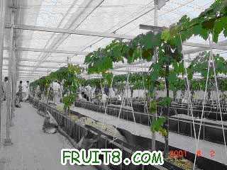 japengrape3.jpg