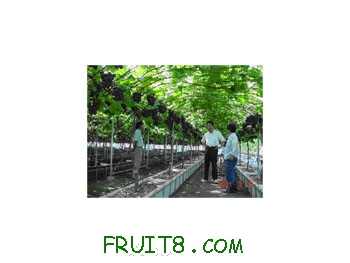 japengrape4.jpg