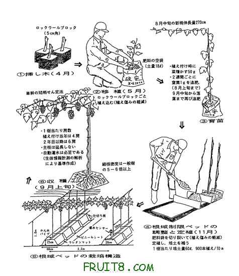 japengrape7.jpg