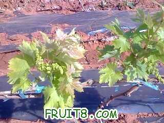 IMG1376A.jpg