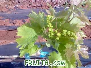 IMG1375A.jpg