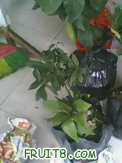 IMG0352A.jpg