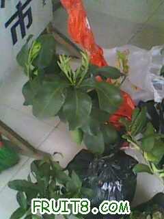 IMG0353A.jpg