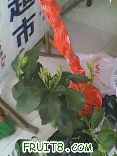 IMG0355A.jpg