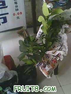 IMG0349A.jpg