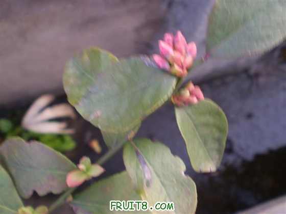 P2200039 (С��).JPG