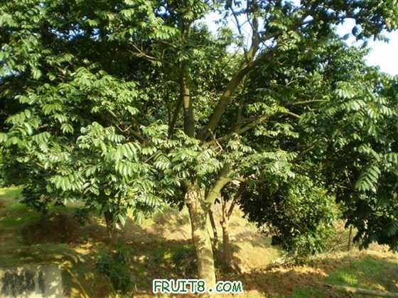 P2200031 (С��).JPG