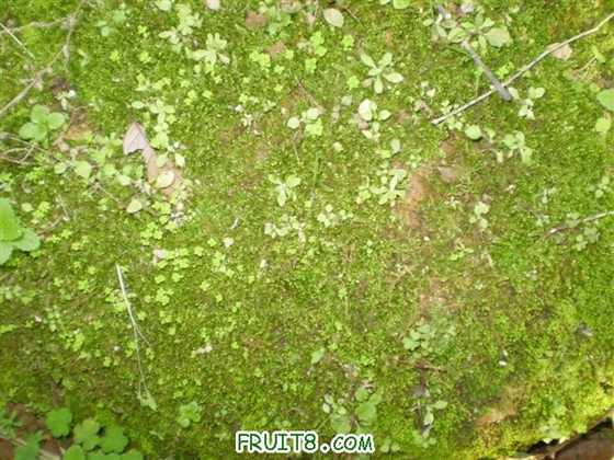 P2200036 (С��).JPG