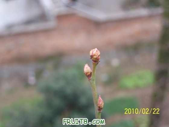 100_7865a.JPG