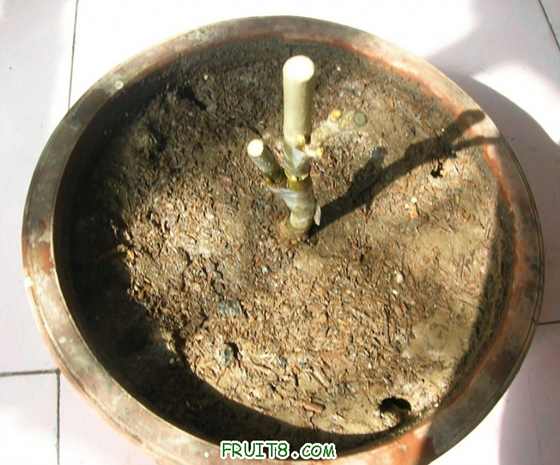 DSCN4414_С.JPG