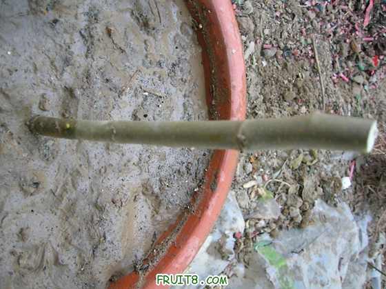 DSCN4421_С.JPG