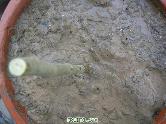 DSCN4420_С.JPG